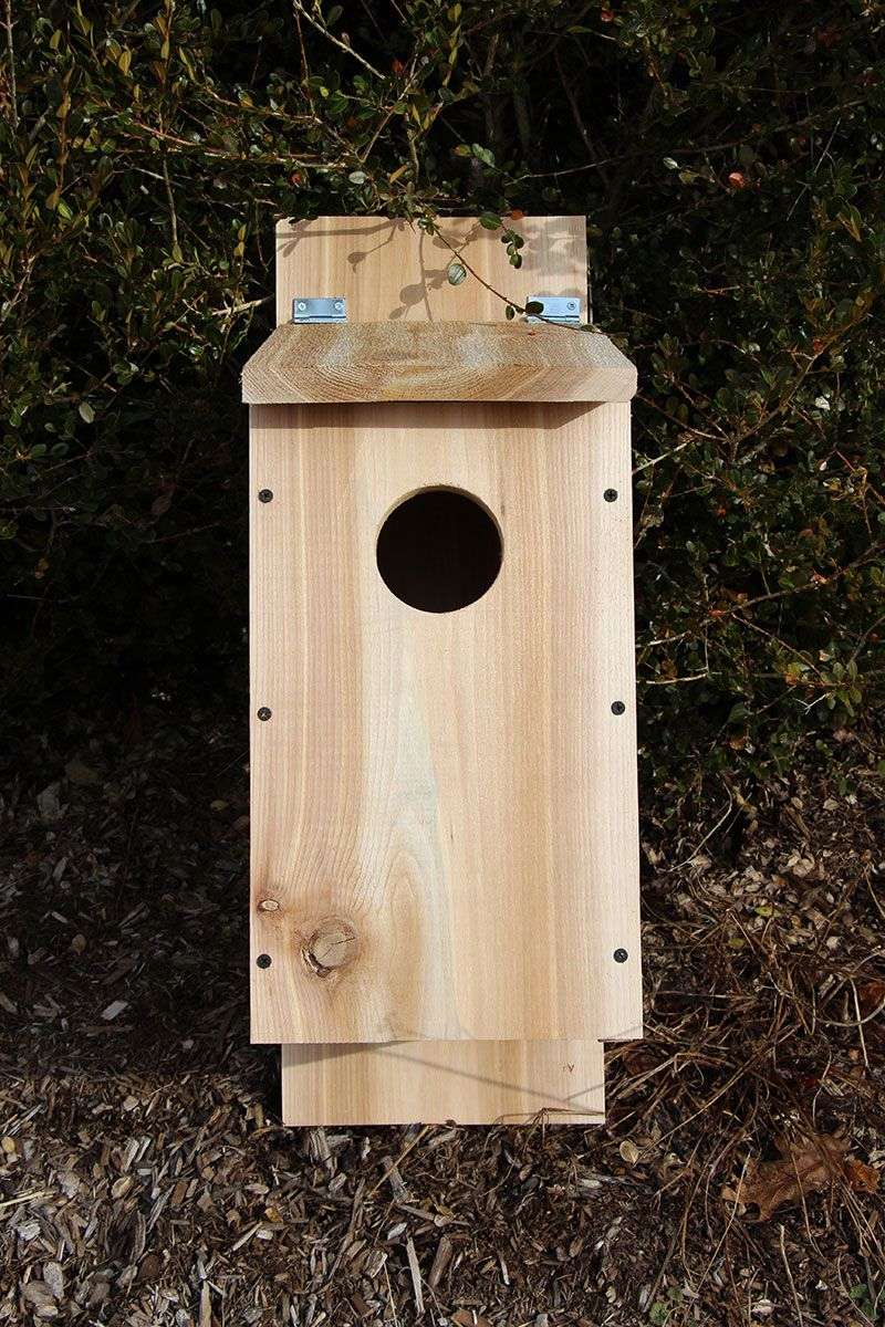 Build the box around screech-owl needs