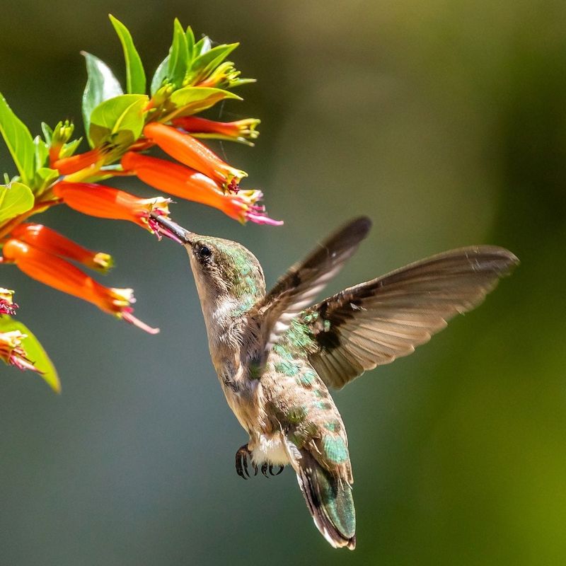 Build the flower and insect resources sugar water lacks
