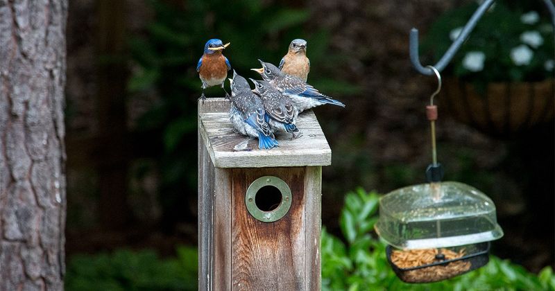Build winter habitat beyond the box