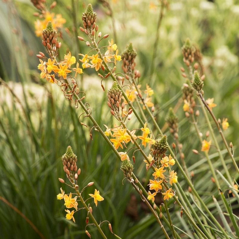 Bulbine