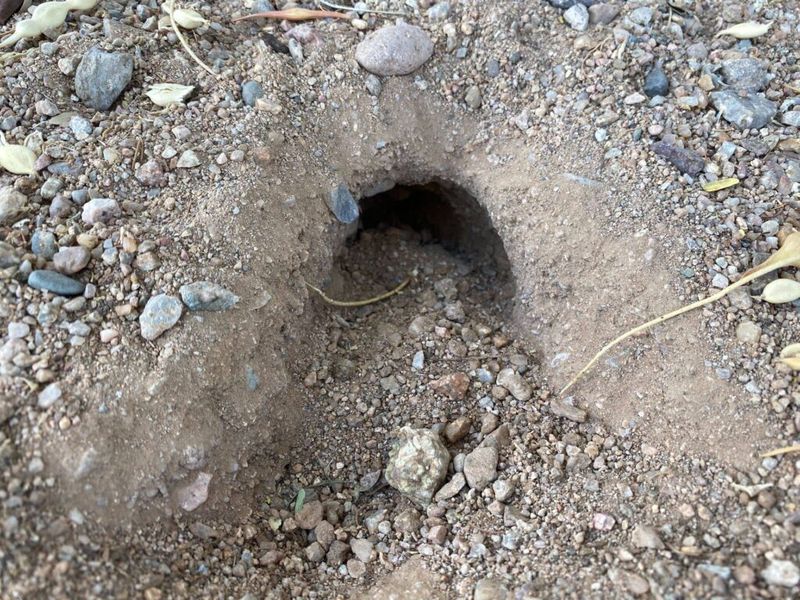 Burrows That Seem Used but Not Dug Fresh Burrows That Seem Used but Not Dug Fresh