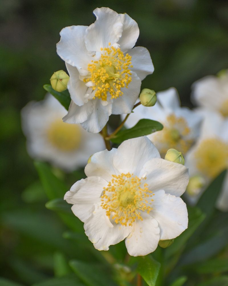 Bush Anemone (Carpenteria californica) Bush Anemone (Carpenteria californica)