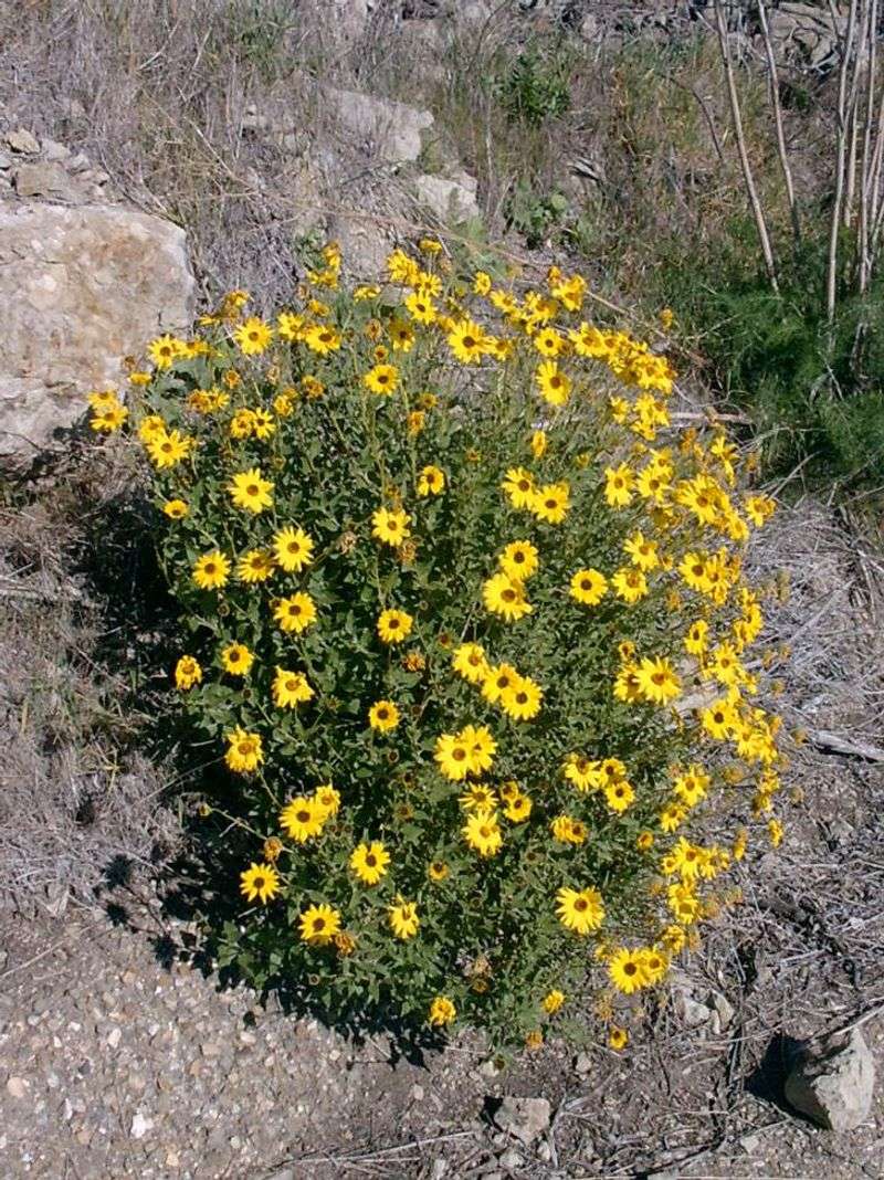 Bush Sunflower