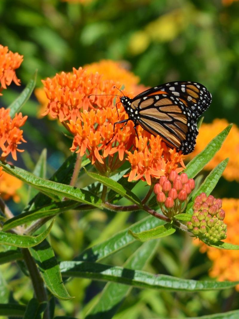 Butterfly Milkweed (Asclepias tuberosa)