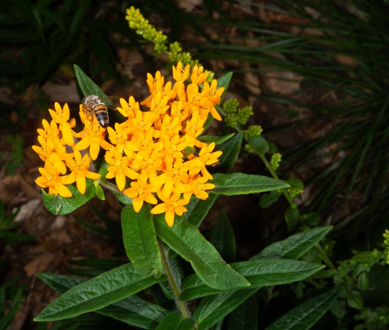 Butterfly Milkweed Butterfly Milkweed