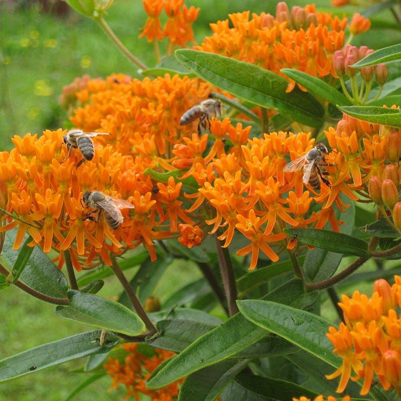 Butterfly Weed Supplies Orange-Yellow Summer Color and Host-Plant Value Butterfly Weed Supplies Orange-Yellow Summer Color and Host-Plant Value