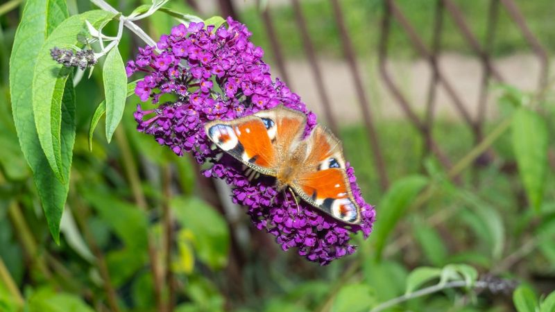 Butterfly bush attracts adult butterflies, but it is not a complete habitat