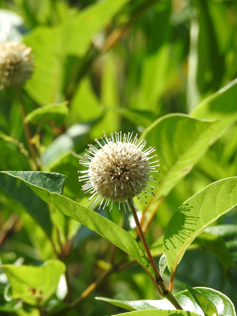 Buttonbush Buttonbush