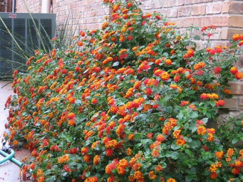 Buy the right lantana for the right Texas site