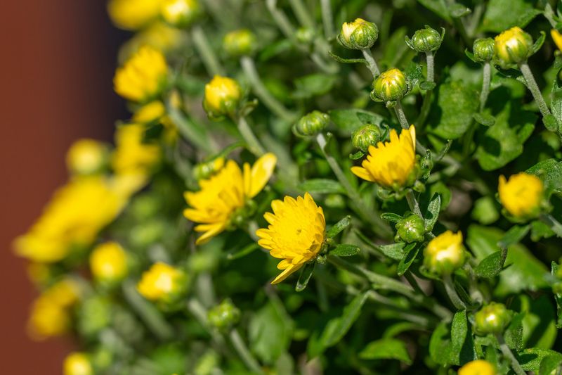 Buy tight buds when you want more color ahead