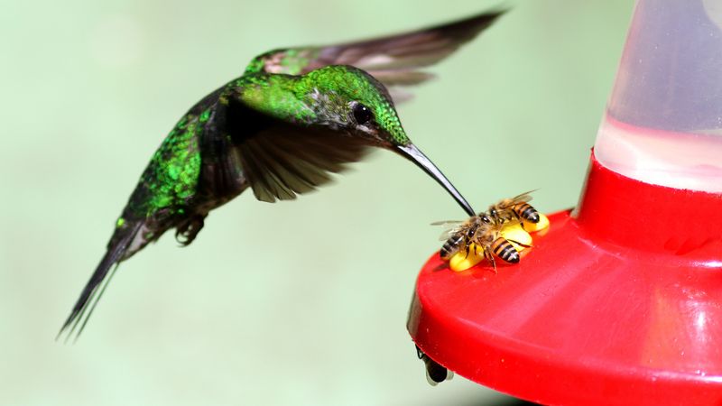Buzzing Insects and Pesticide-Sprayed Beds