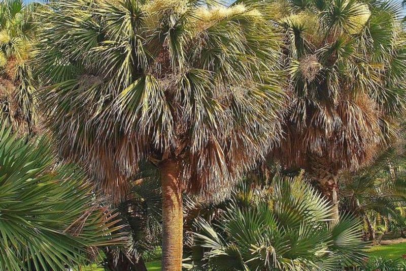 Cabbage Palm
