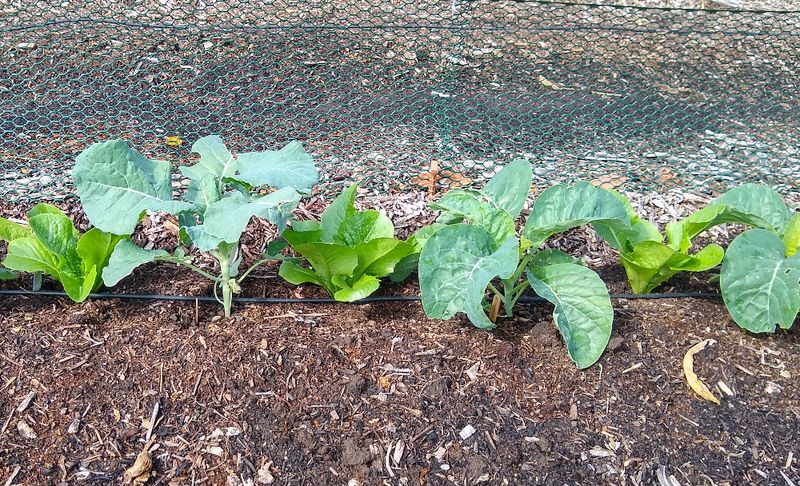 Cabbage and Broccoli
