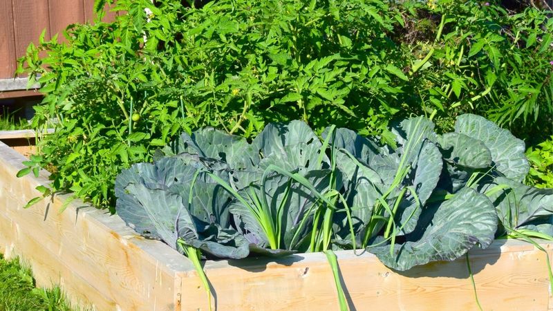 Cabbage and Other Brassicas Cabbage and Other Brassicas