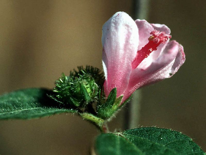 Caesarweed