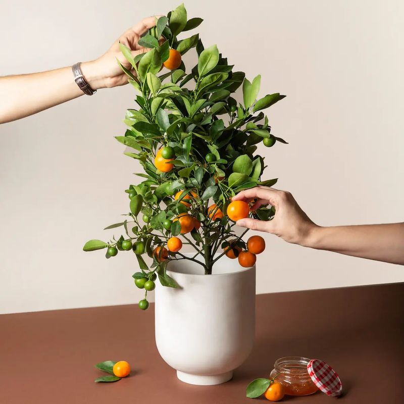 Calamondin Orange