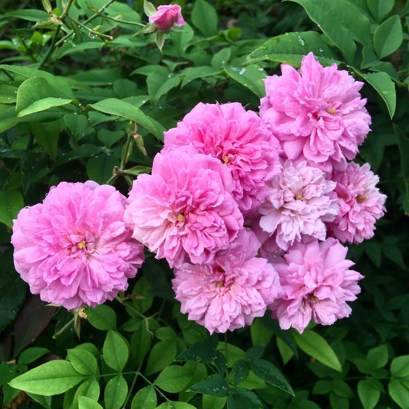 Caldwell Pink