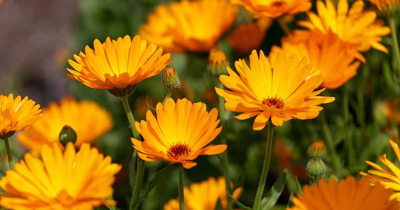 Calendula