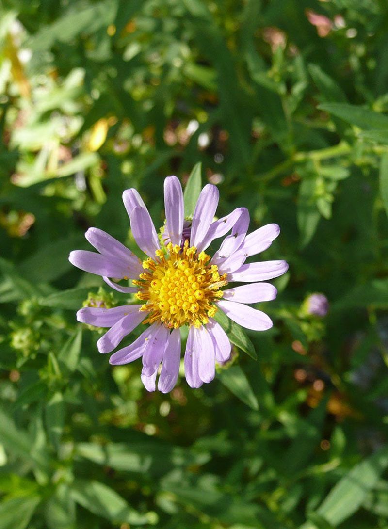 California Aster (Symphyotrichum chilense)