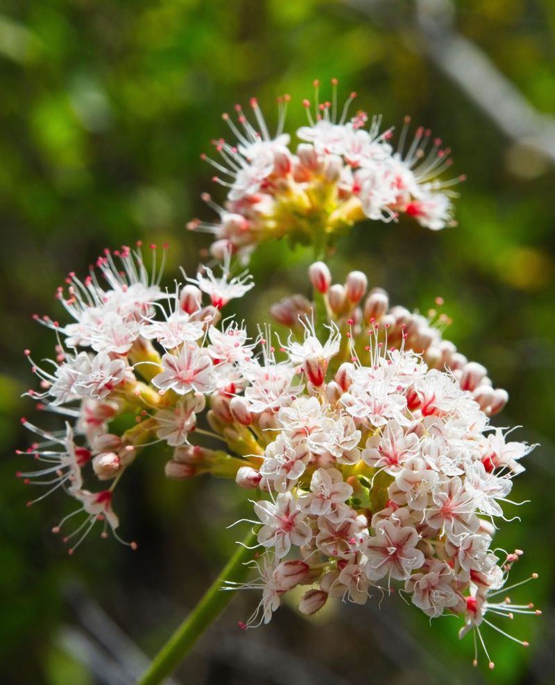 California Buckwheat (Eriogonum fasciculatum)