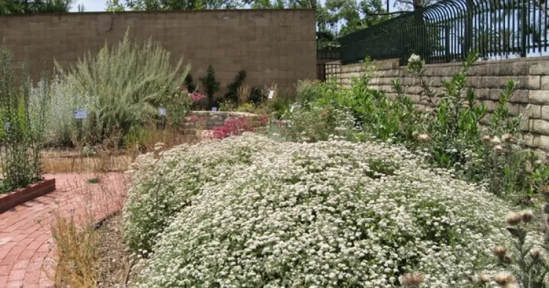 California Buckwheat (Eriogonum fasciculatum)