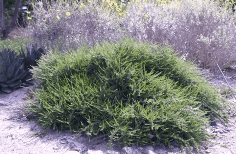 California Buckwheat