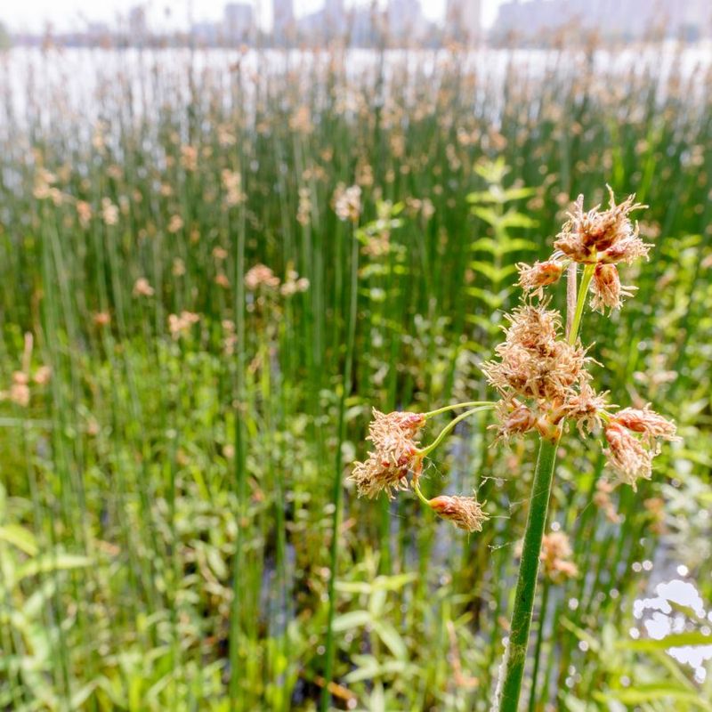 California Bulrush (Schoenoplectus californicus)