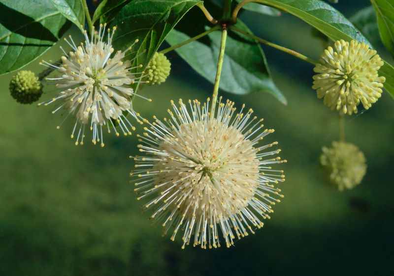 California Buttonwillow (Cephalanthus occidentalis)