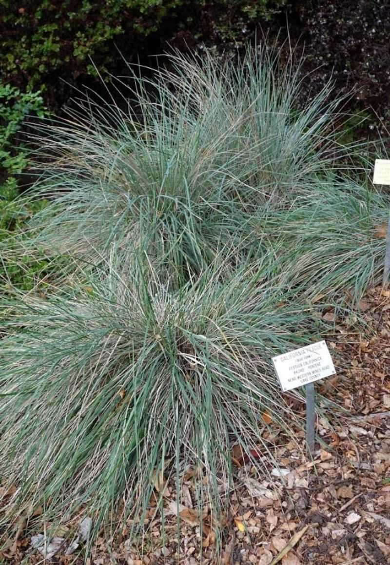 California Fescue (Festuca californica)