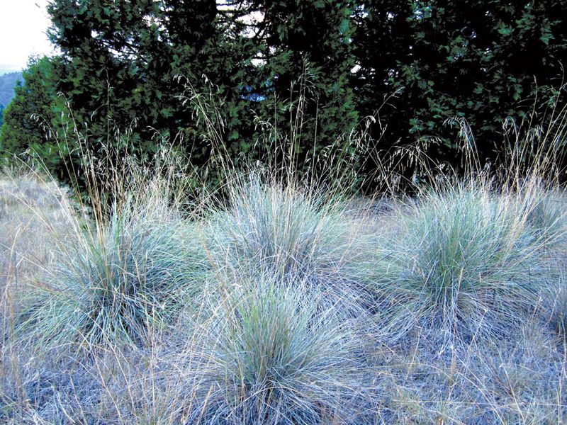 California Fescue (Festuca californica)