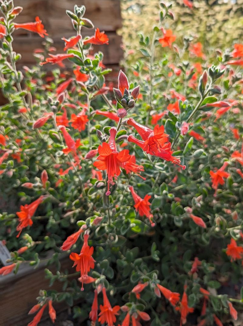 California Fuchsia