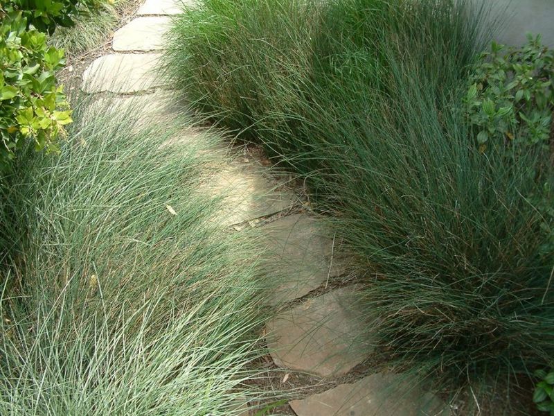 California Gray Rush (Juncus patens)