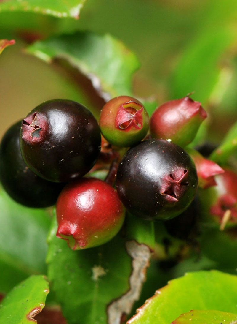California Huckleberry California Huckleberry