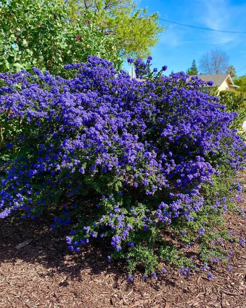 California Lilac California Lilac