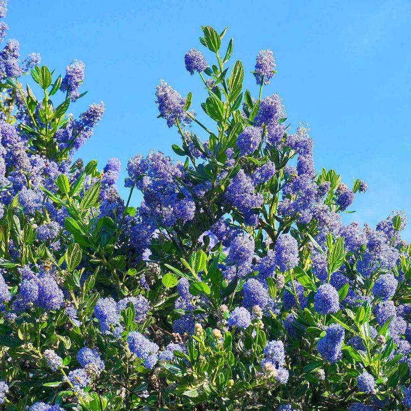 California Lilac (Ceanothus)
