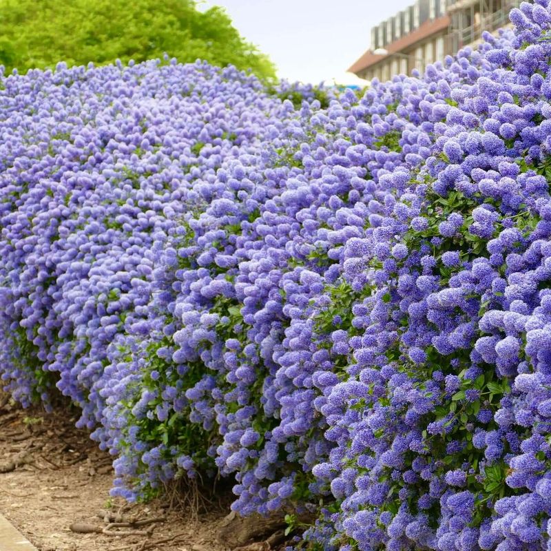 California Lilac (Ceanothus)