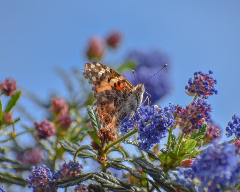 California Lilac (Ceanothus)