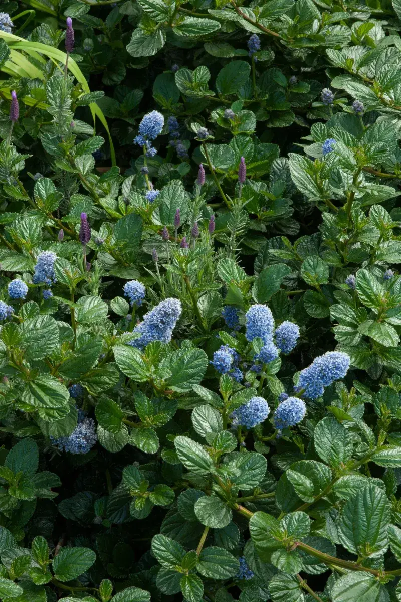 California Lilac (Ceanothus 'Yankee Point')