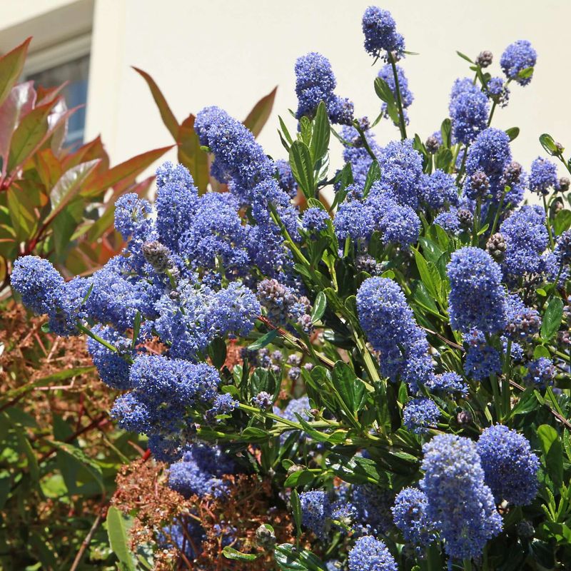 California Lilac (Ceanothus) California Lilac (Ceanothus)