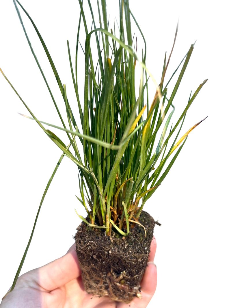 California Meadow Sedge (Carex pansa)