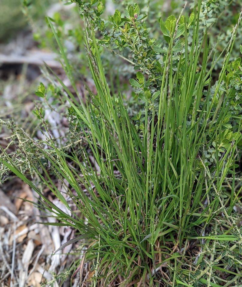 California Melic (Melica californica)