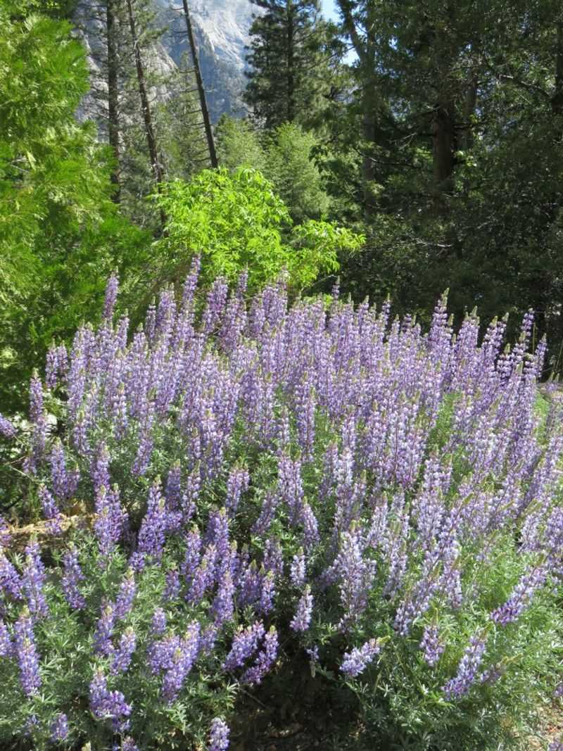 California Native Plant Society Chapter Sales