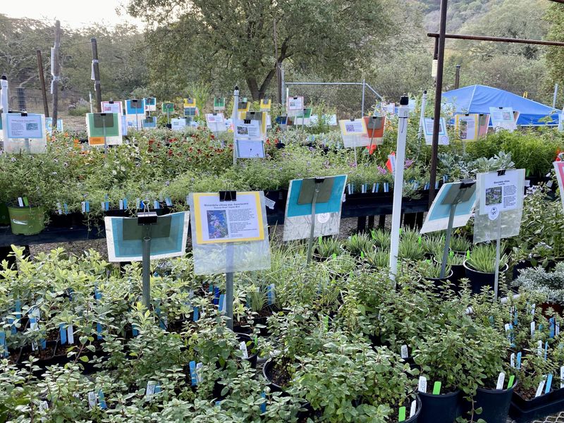 California Native Plant Society Chapter Sales