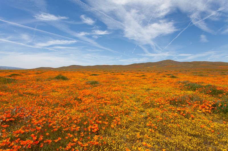 California Poppy (Eschscholzia californica)