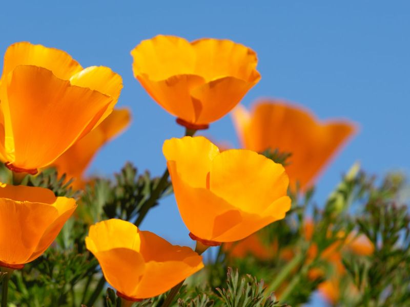 California Poppy California Poppy