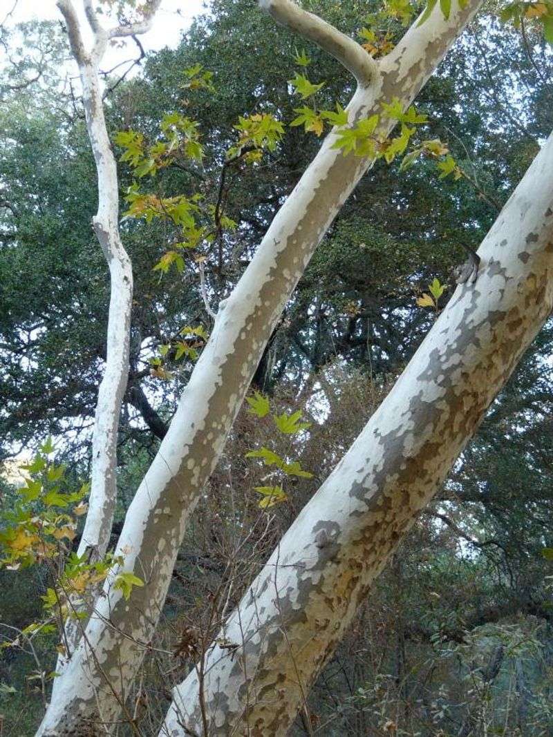 California Sycamore (Do Not Push It)