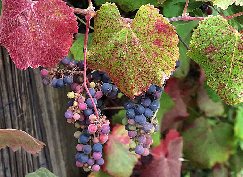 California Wild Grape (Vitis californica)