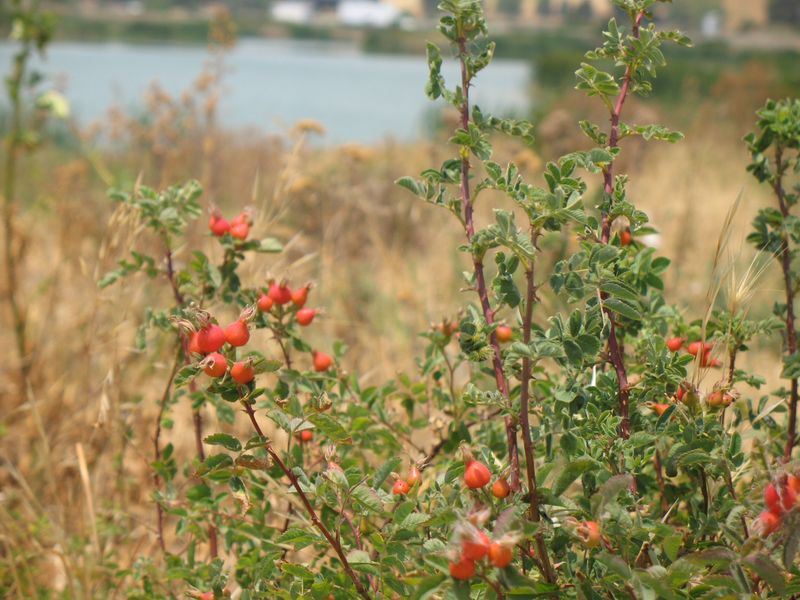 California Wild Rose (Rosa californica)