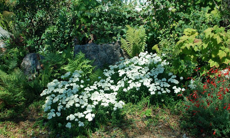 California Yarrow