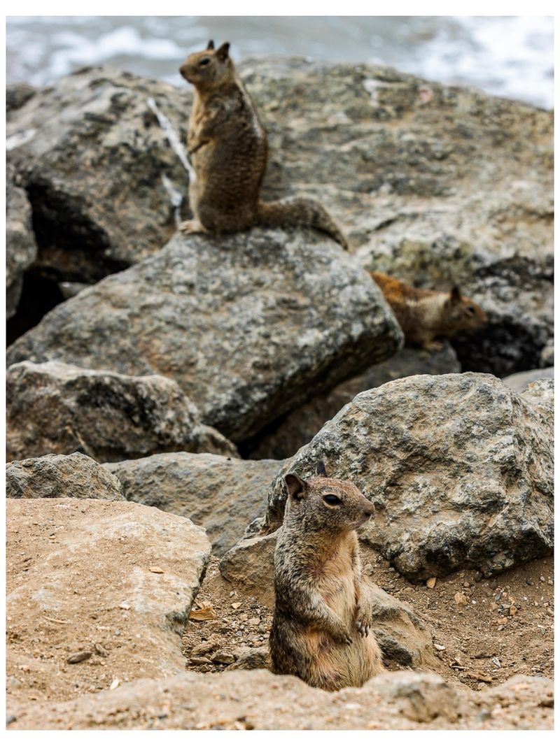 California does not have one squirrel calendar